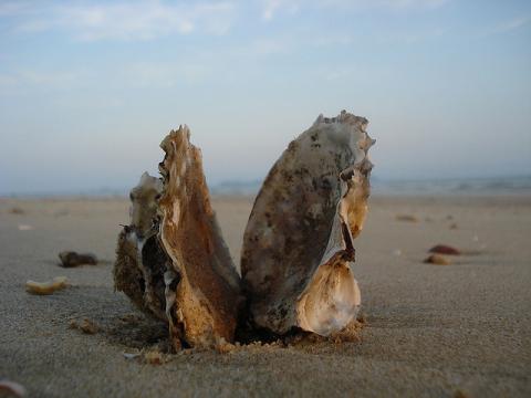 Oyster shell on beach
