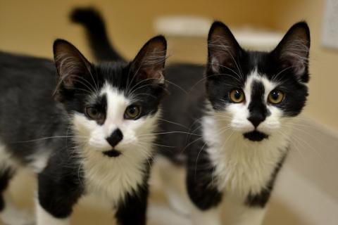 Shelter kittens Shelter kittens