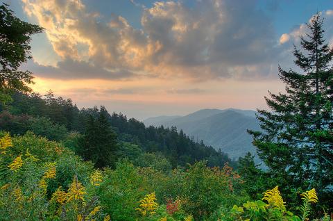 North Carolina pine trees Pine trees in Great Smoky Mountains National Park, North Carolina