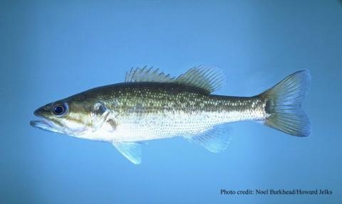 Spotted bass (Micropterus punctulatus)