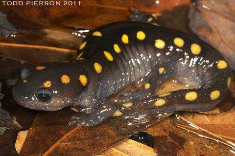 Spotted salamander (Ambystoma maculatum) Spotted salamander (Ambystoma maculatum)