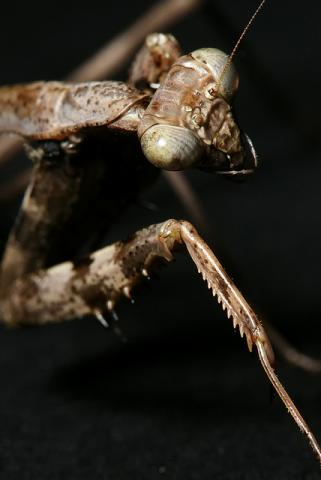 Carolina mantid (praying mantis)