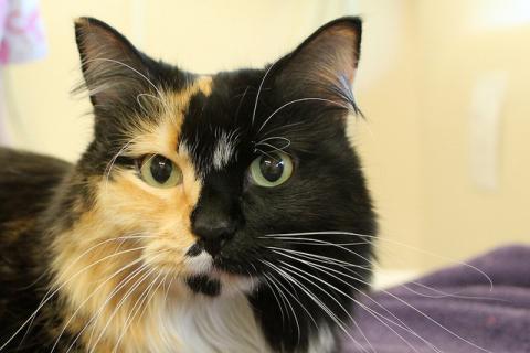 Calico cat Calico cat