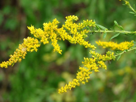 Goldenrod flowers Goldenrod flowers