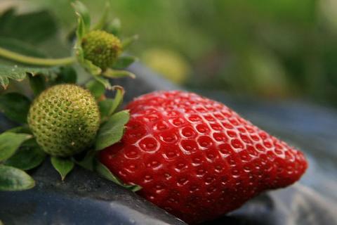 The Strawberry The Strawberry