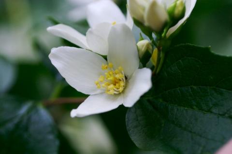 Syringa flower