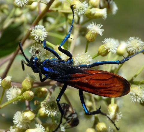 New Mexico State Insect | Tarantula Hawk Wasp