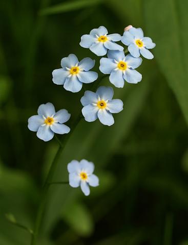 wildflowers in Tennessee Tennessee wildflowers; forget-me-nots found along a trail in Erwin, TN.