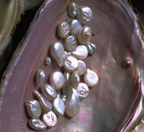 Tennessee river pearls Tennessee river pearls