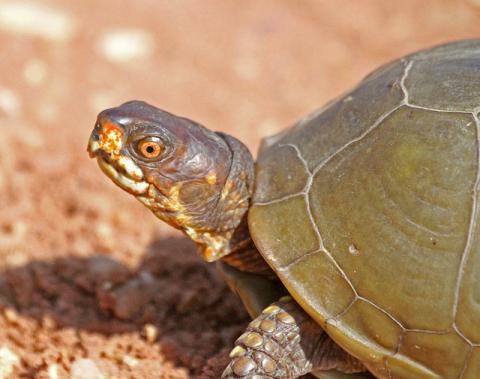Three-toed box turtle Three-toed box turtle