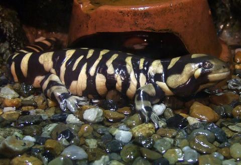 barred tiger salamander or western tiger salamander (Ambystoma mavortium)