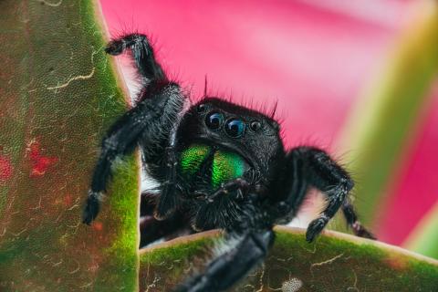 Daring Jumping Spider (Phidippus audax) Daring Jumping Spider (Phidippus audax)