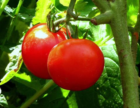 Tomato plant with ripe fruit