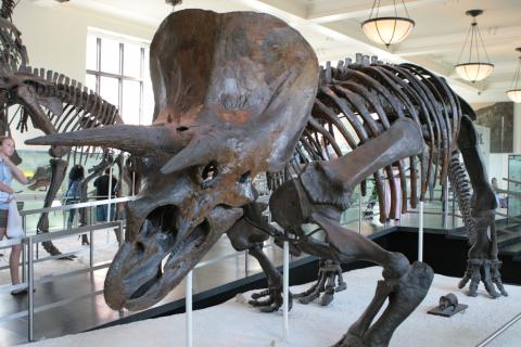 Triceratops fossil skeleton Triceratops fossil skeleton at the American Museum of Natural History in NYC