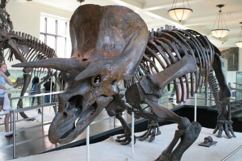 Wyoming State Dinosaur | Triceratops