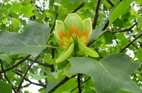 Tulip poplar bloom Tulip poplar bloom