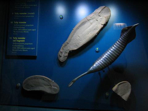 Tully monster fossil and model Tully monster fossil and model
