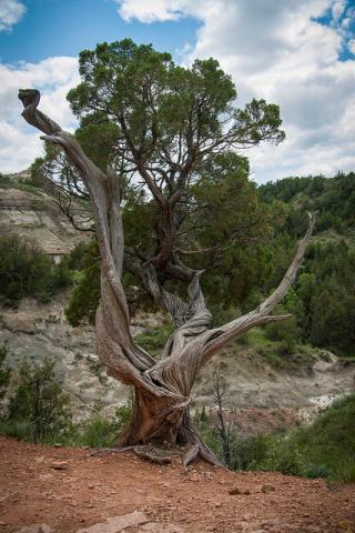Twisted tree in Theodore Roosevelt National Park in North Dakota