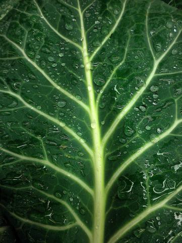 Collard greens - leaf with water droplets