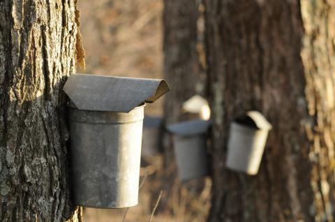 Sap buckets on sugar maple trees in Vermont