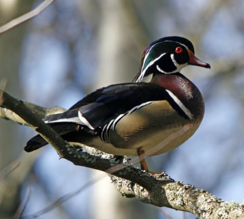 Male wood duck