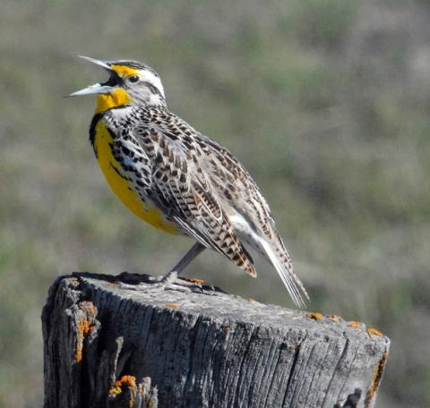 Western Meadowlark Western Meadowlark (Sturnella neglecta)
