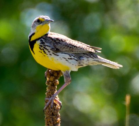Western meadowlark Western meadowlark
