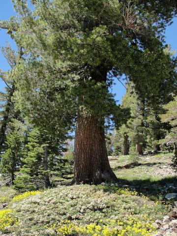 Western white pine (Pinus monticola) 