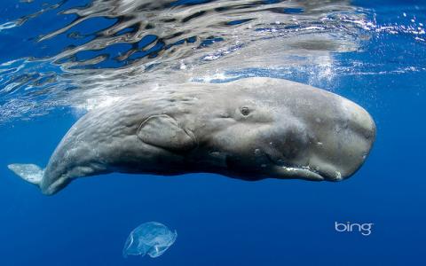 Sperm whale Sperm whale
