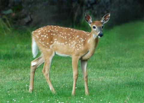 White-tailed deer fawn White-tailed deer fawn