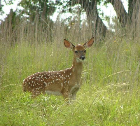 White-tailed deer fawn White-tailed deer fawn