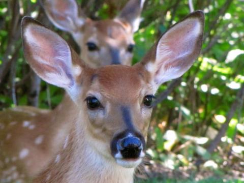 White-tailed deer fawns White-tailed deer fawns