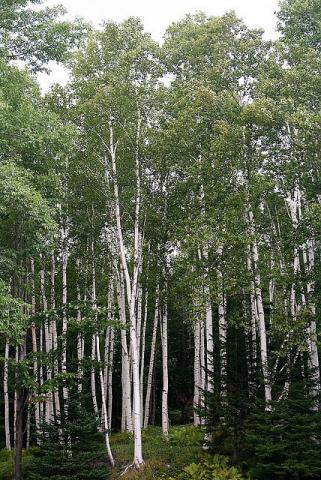 White birch trees