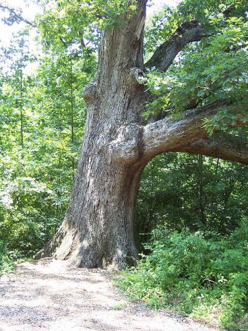 White oak tree White oak tree trunk (Quercus alba)