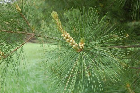 Male eastern white pine cones and candle Male eastern white pine cones and candle