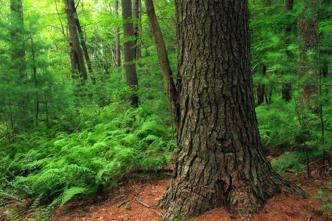 White pines trees young and old White pines trees young and mature