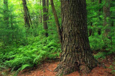 White pines trees young and mature