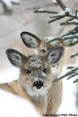 White-tailed deer in the snow White-tailed deer in the snow