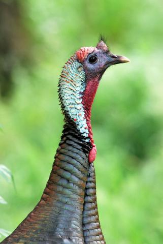 Wild turkey Wild turkey (Meleagris gallopavo)