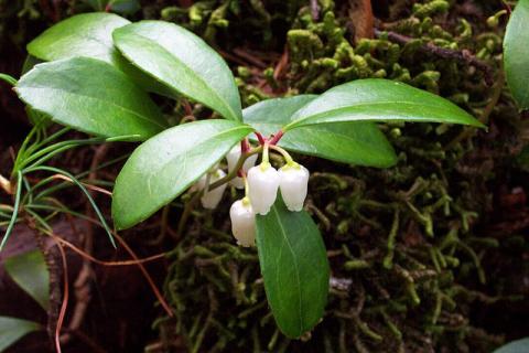 Wintergreen Wintergreen (Gaultheria procumbens)