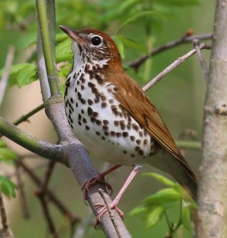 Wood thrush Wood thrush; District of Columbia's official bird symbol.