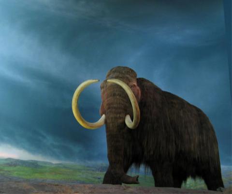 Mammoth State Fossil | State Symbols USA