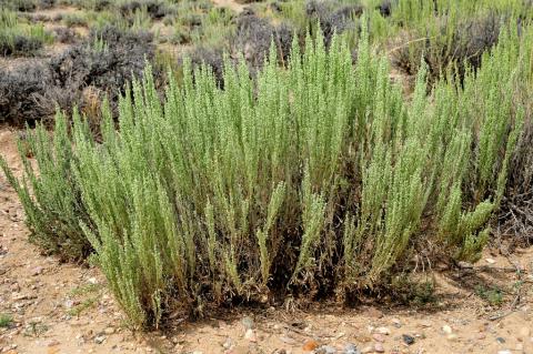 Wyoming big sagebrush Wyoming big sagebrush