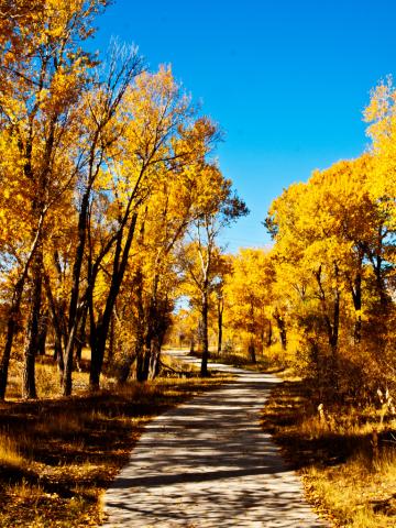Cottonwood trees in Wyoming Cottonwood trees in Wyoming