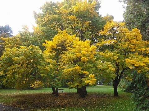 Yellowwood trees in autumn Yellowwood trees in autumn
