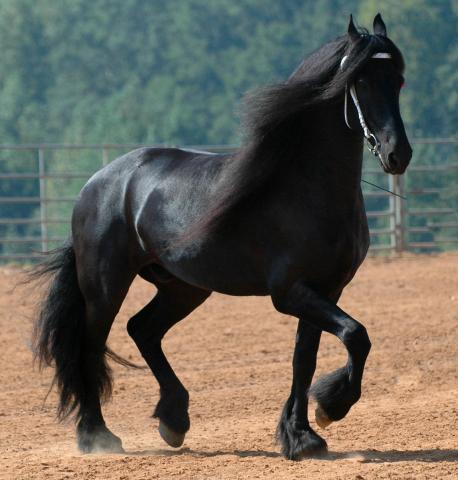 New Jersey State Animal | The Horse