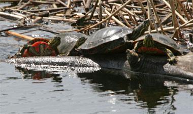 Western painted turtles Western painted turtles