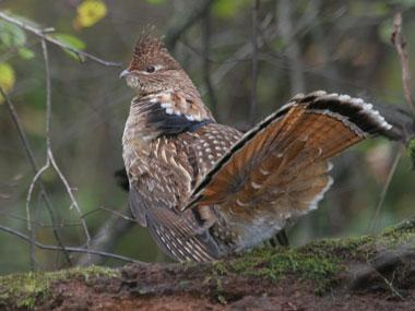 Ruffed Grouse on drumming log Ruffed Grouse on drumming log