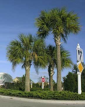 Sabal palm trees