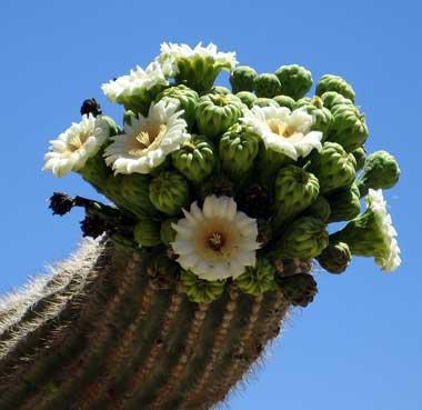 Saguaro cactus blossoms; the State Flower of Arizona